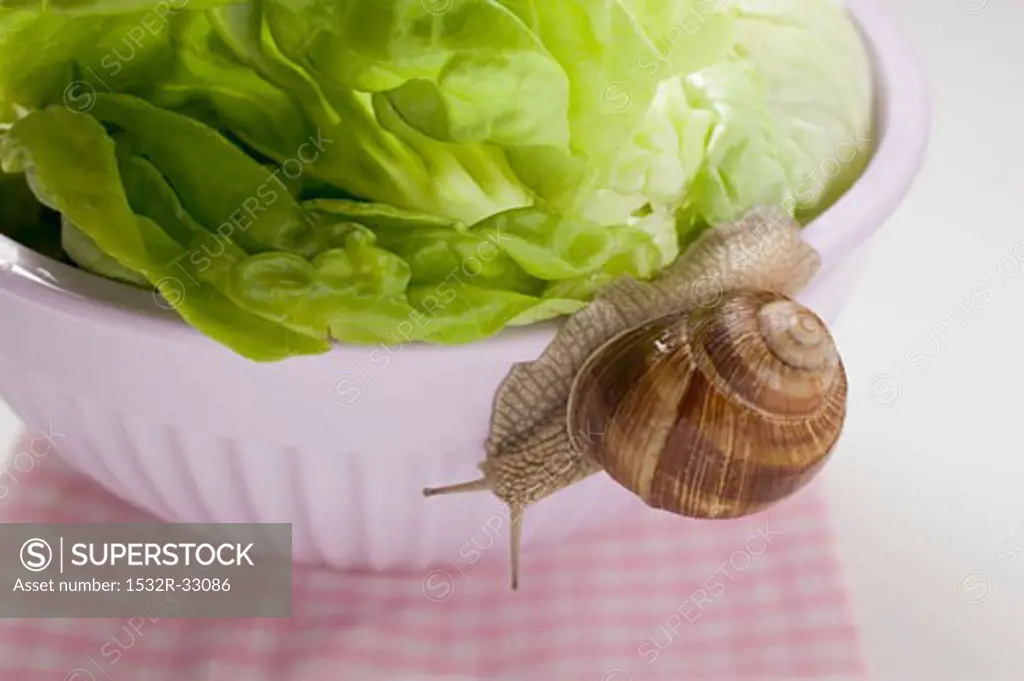 Live snail on lettuce in bowl
