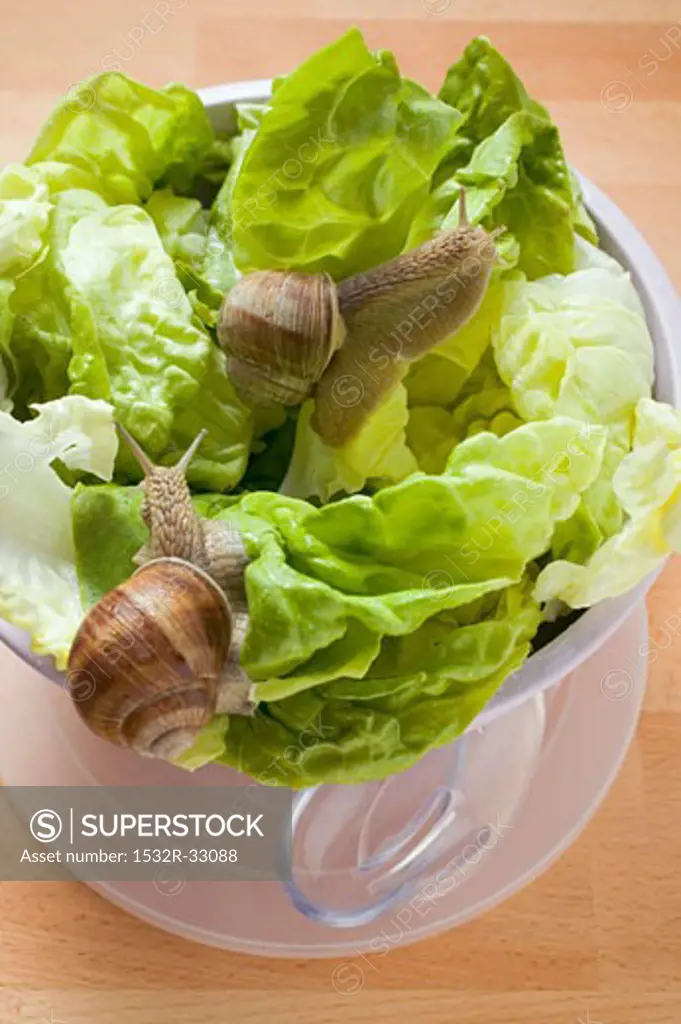 Live snails on lettuce in bowl, salad servers