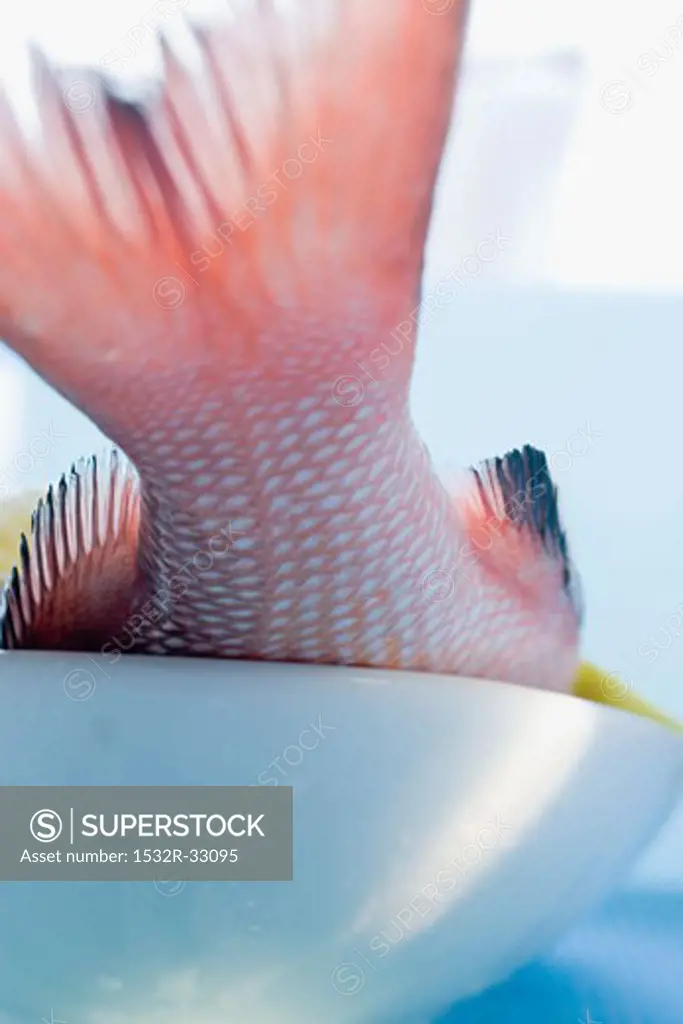 Tail of red snapper in white bowl