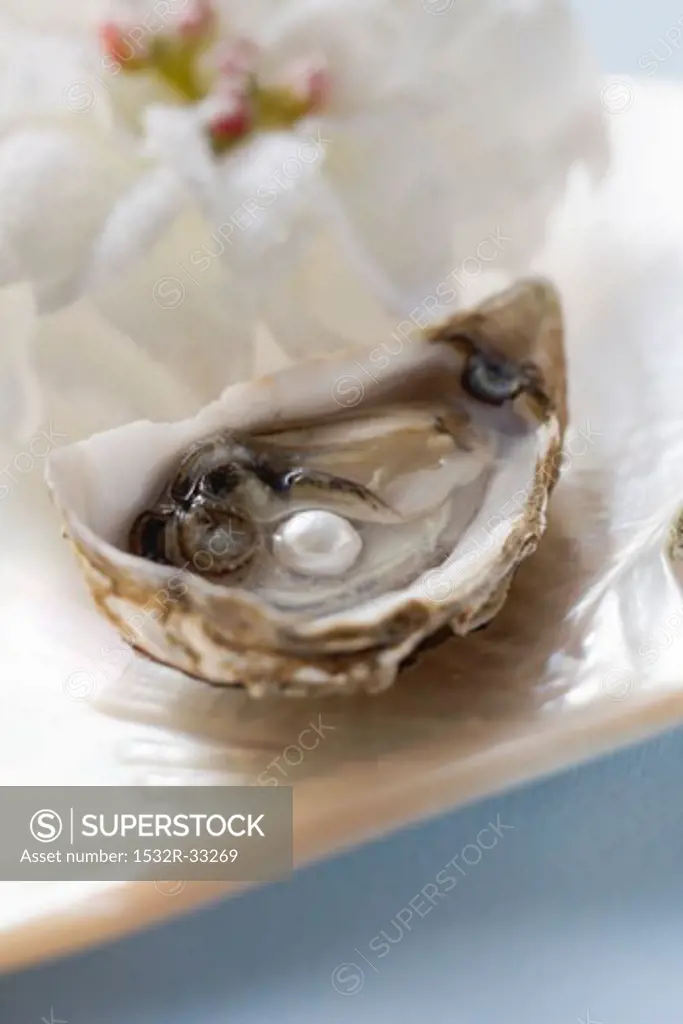 Fresh oyster with pearl, white flower behind
