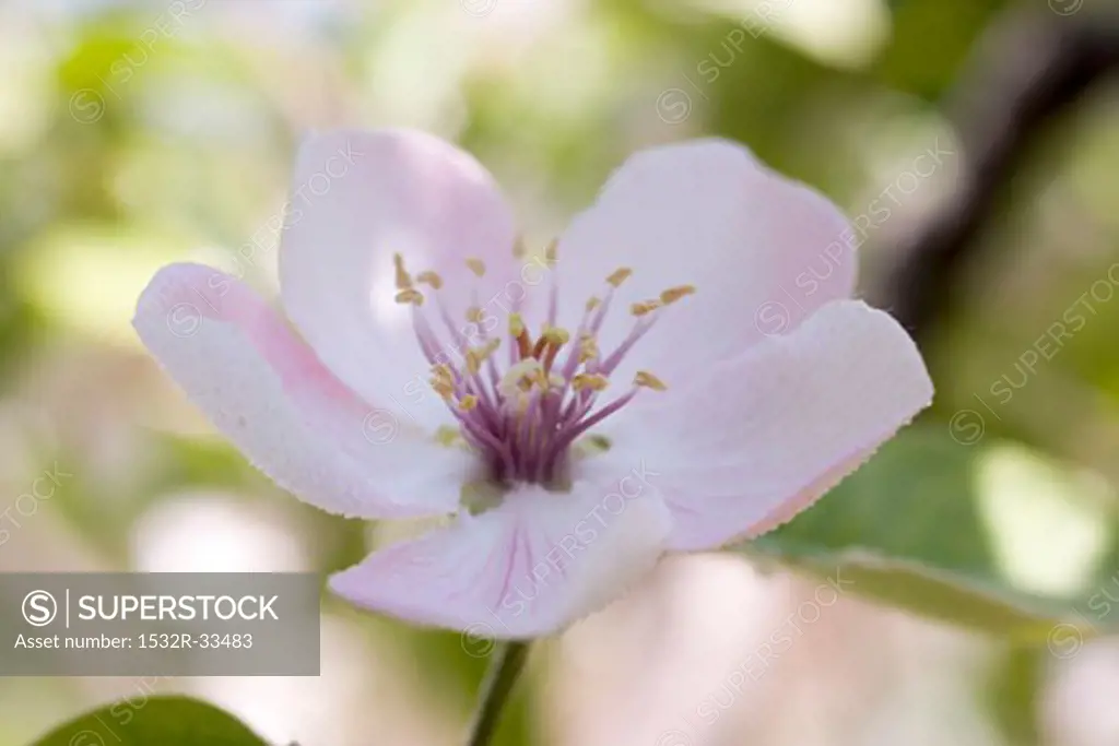 Almond blossom (close-up)