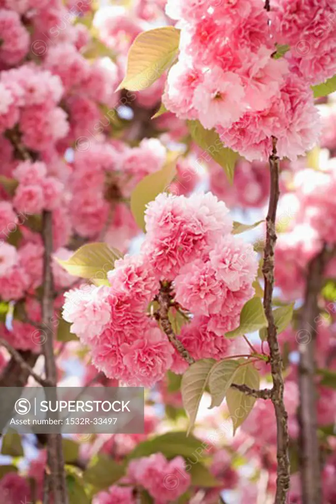 Japanese flowering cherry (in blossom)