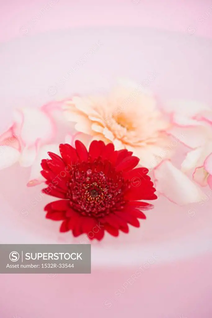 Rose petals and gerbera in bowl of water