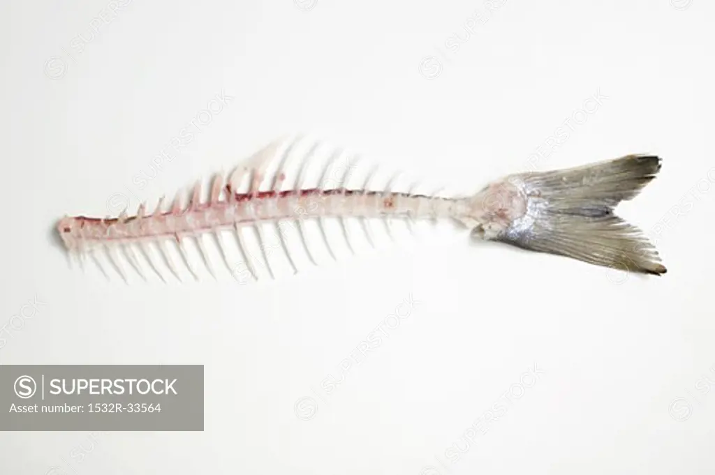 Fish bones (salmon trout)