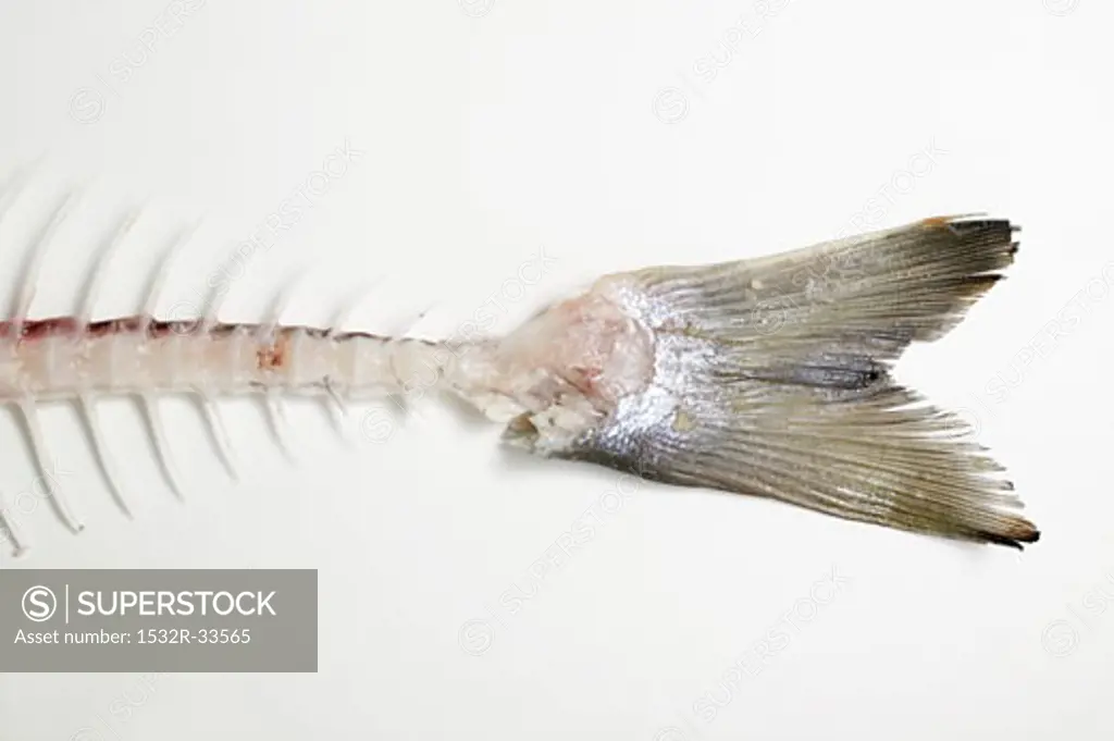 Fish bones (salmon trout)