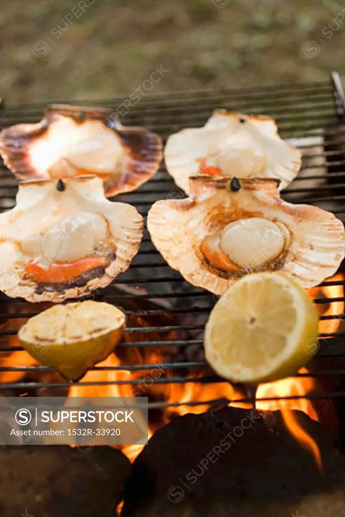 Scallops on barbecue