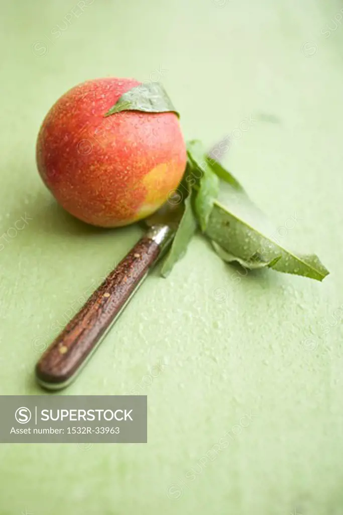 Nectarine with leaves and drops of water, knife beside it