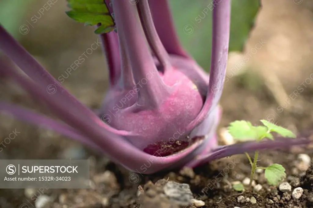 Purple kohlrabi growing in soil