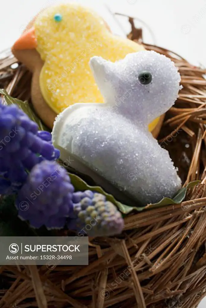 Easter biscuits (chicks) & grape hyacinths in Easter nest