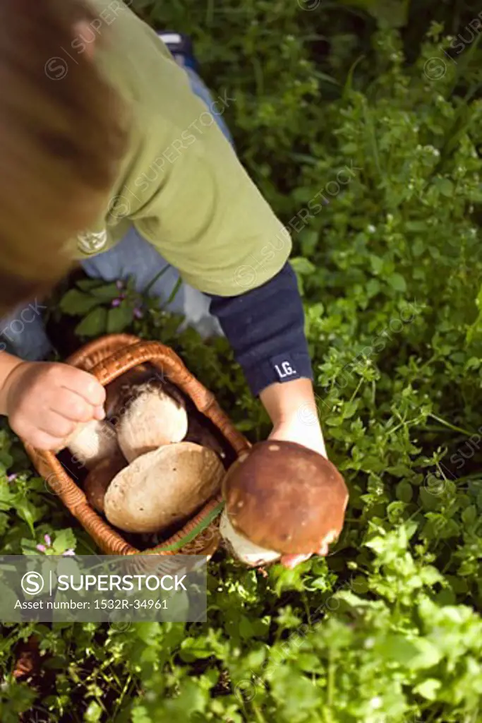 Small boy collecting ceps in a wood