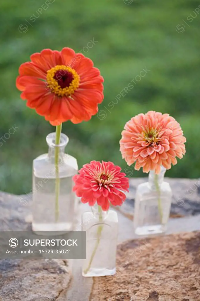 Three summer flowers in glass bottles on stone wall