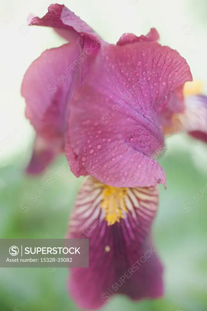 Iris (close-up)