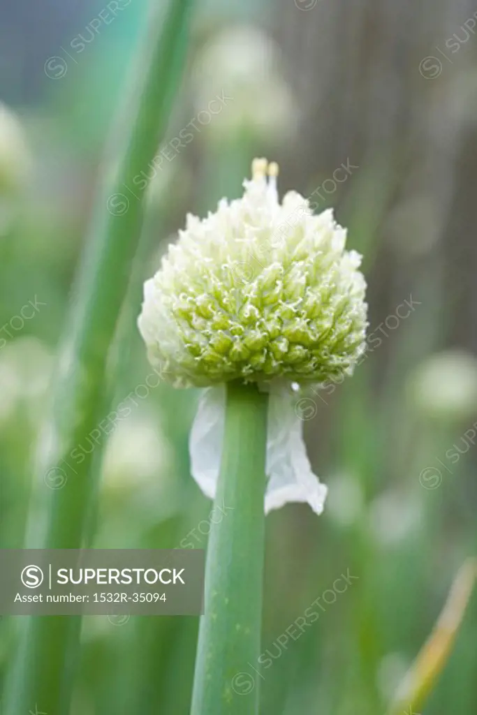 Garlic chive with flower