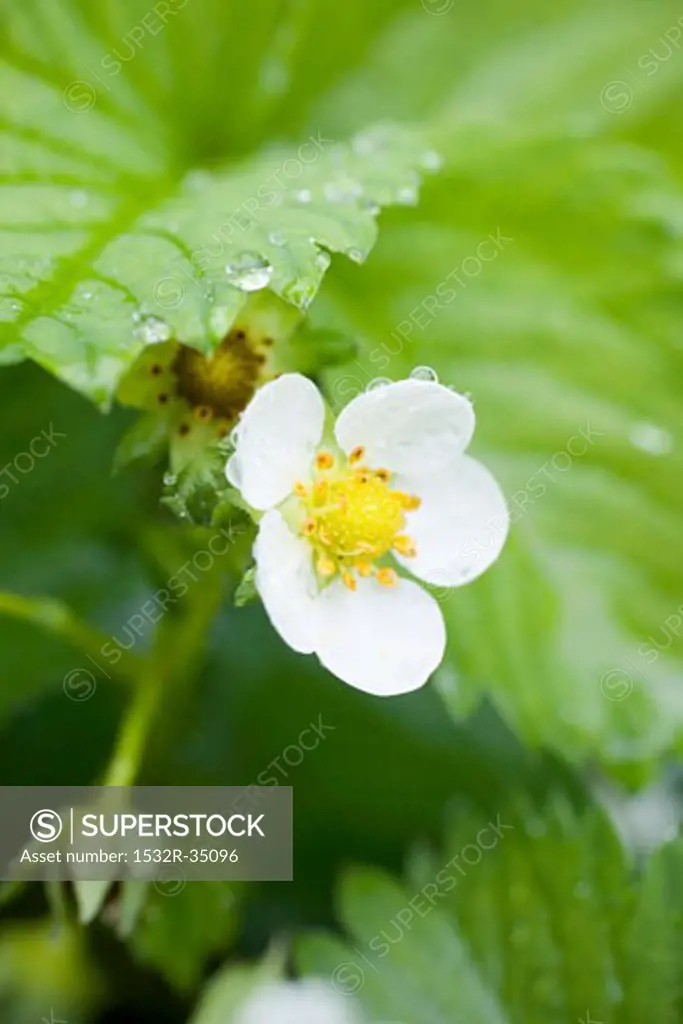 Strawberry flower (close-up)
