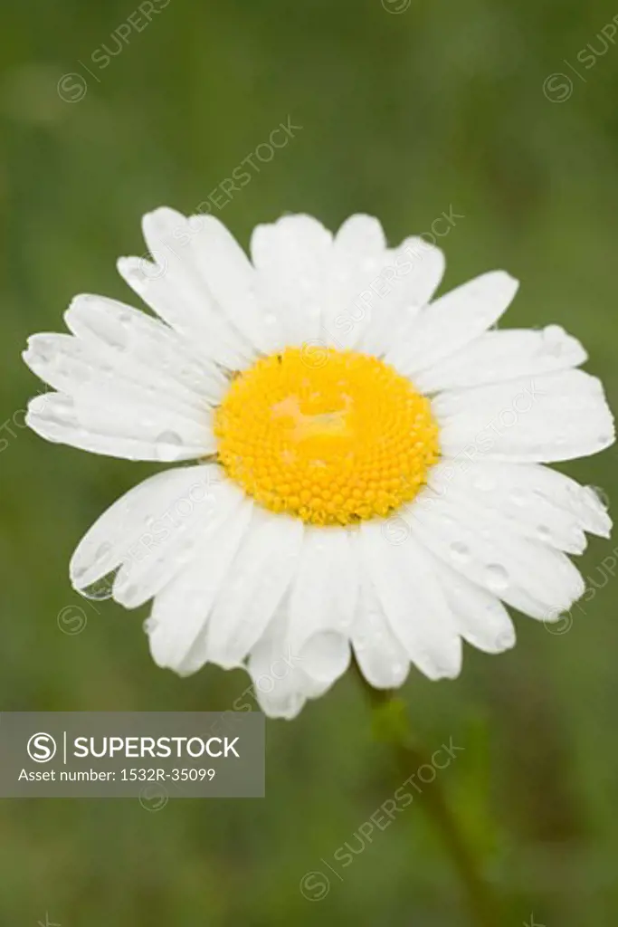 Marguerite with drops of water (close-up)
