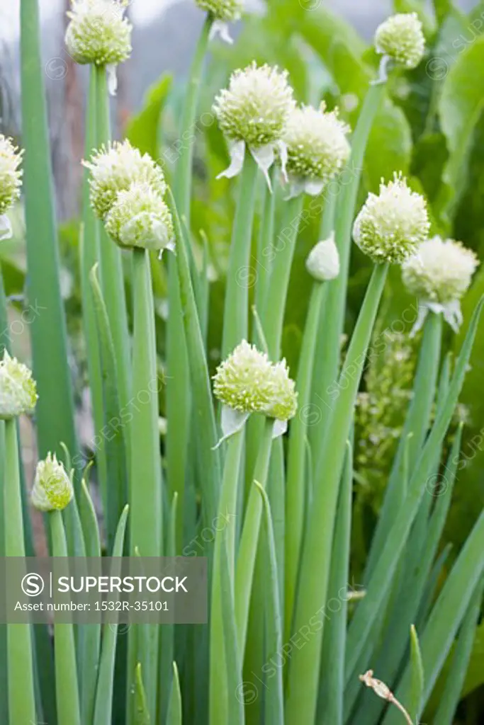 Garlic chives with flowers