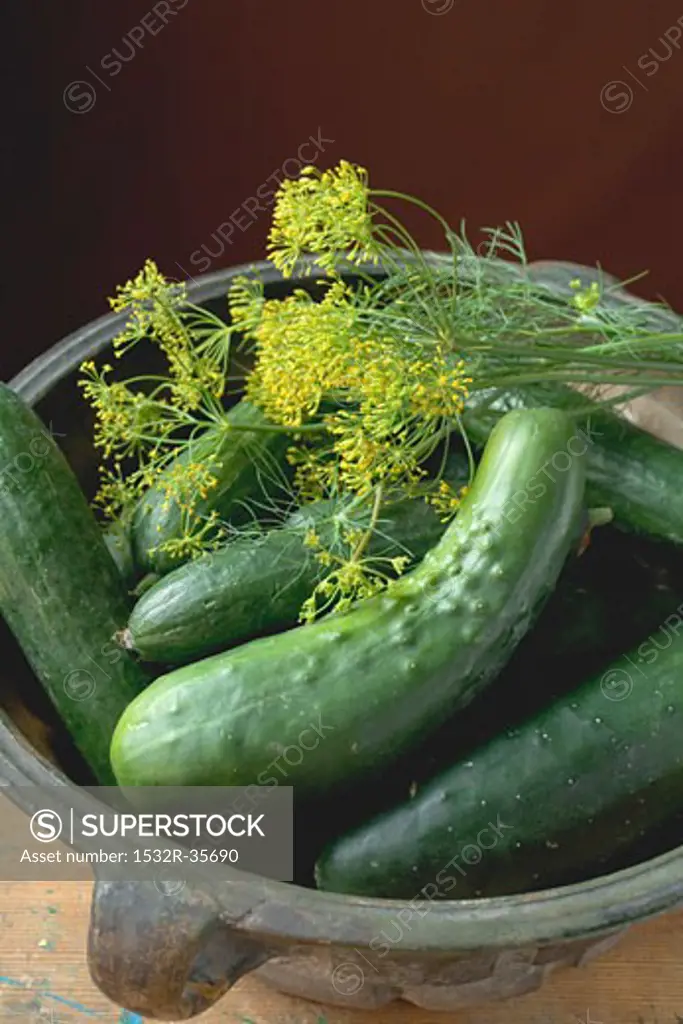 Fresh pickling cucumbers with dill