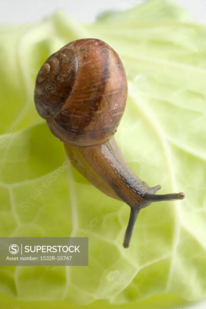 Snail on white cabbage leaf (close-up)