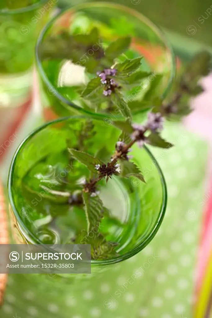 Cold peppermint tea in two glasses