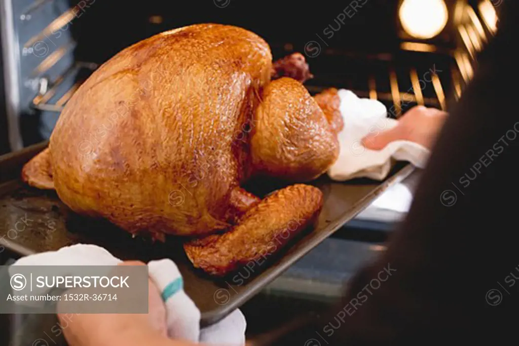 Hands holding roast turkey on baking tray