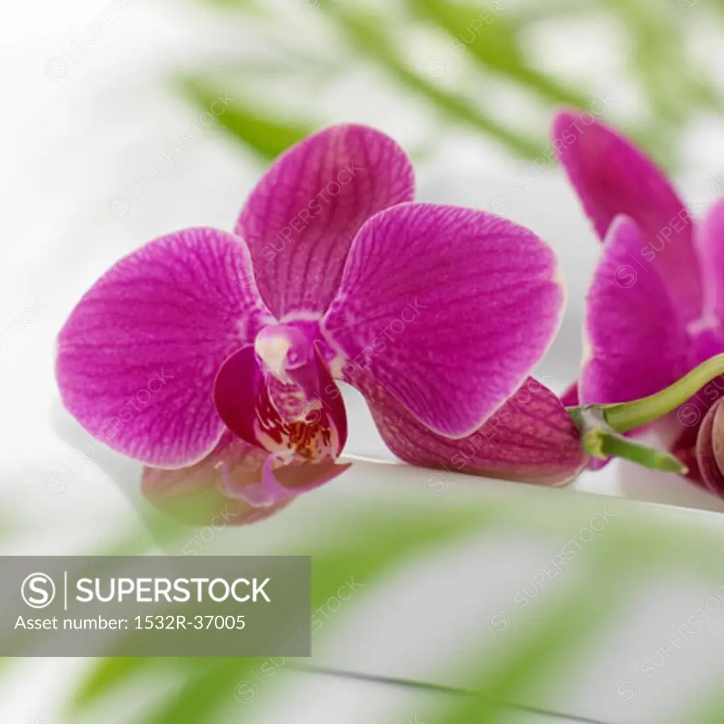 Purple orchid in white dish