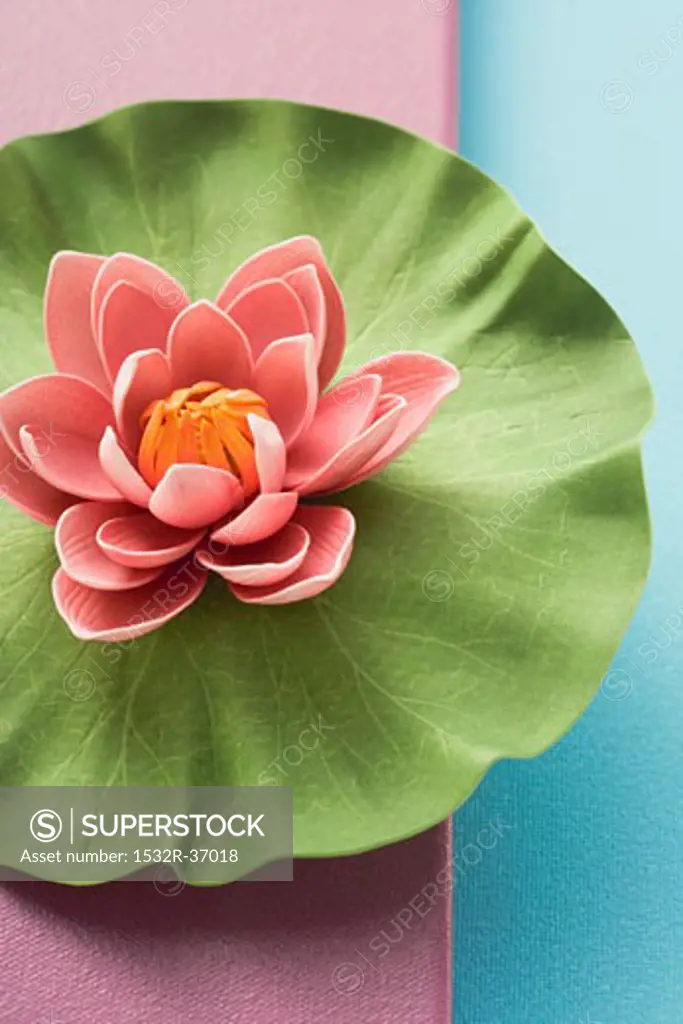 Water lily from above