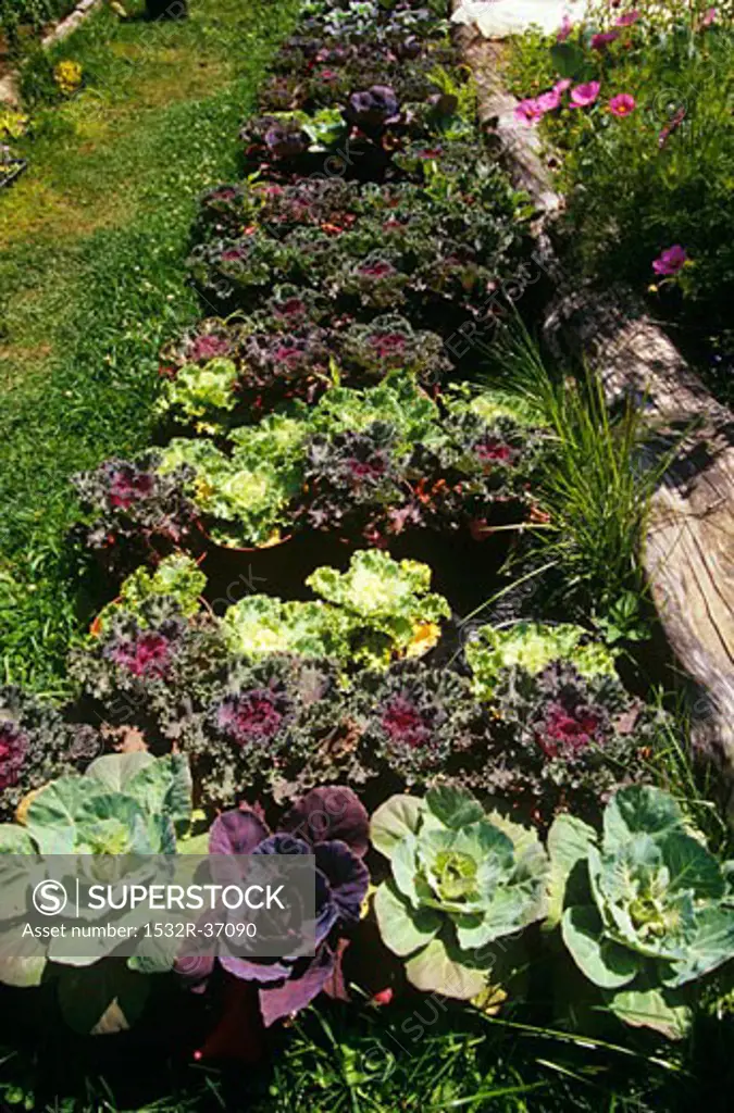Decorative Cabbages Growing in a Garden