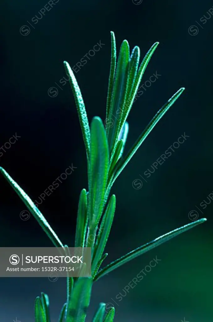 Close Up of Rosemary Sprig