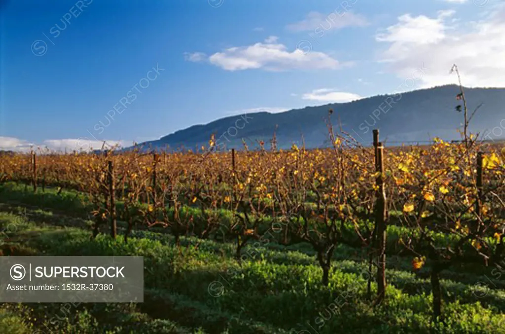Rows of vines with autumn tints, Stellenbosch region, S. Africa