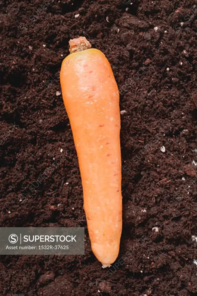 A carrot on soil