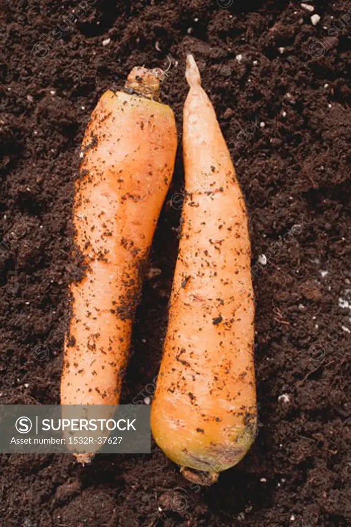 Two carrots on soil