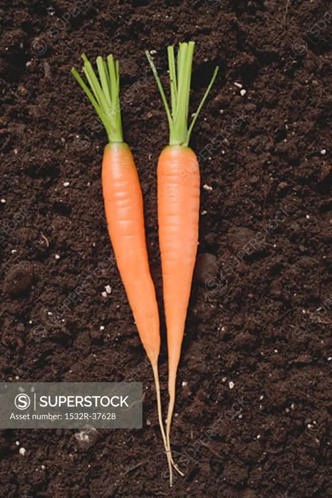 Two carrots on soil
