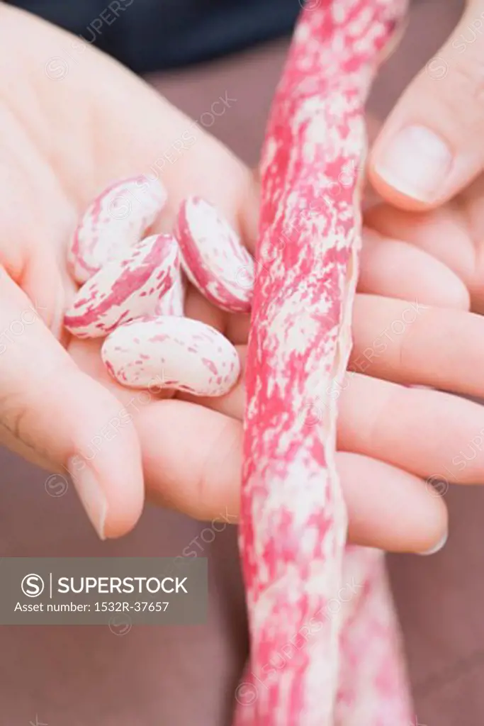 Hand holding shelled borlotti beans & unopened pod
