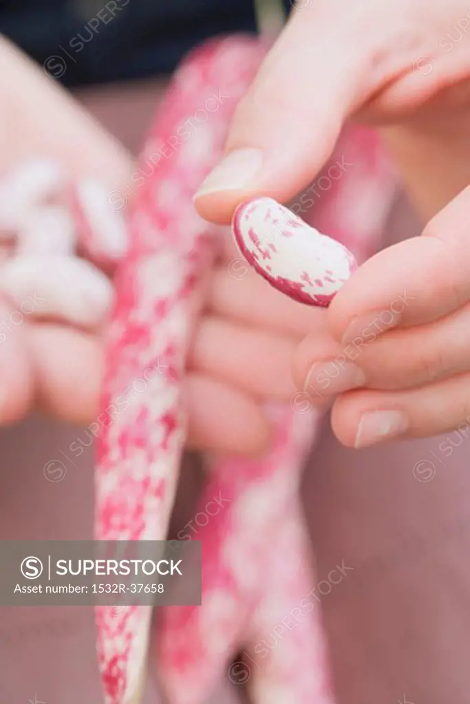 Hands holding shelled borlotti beans & unopened pod