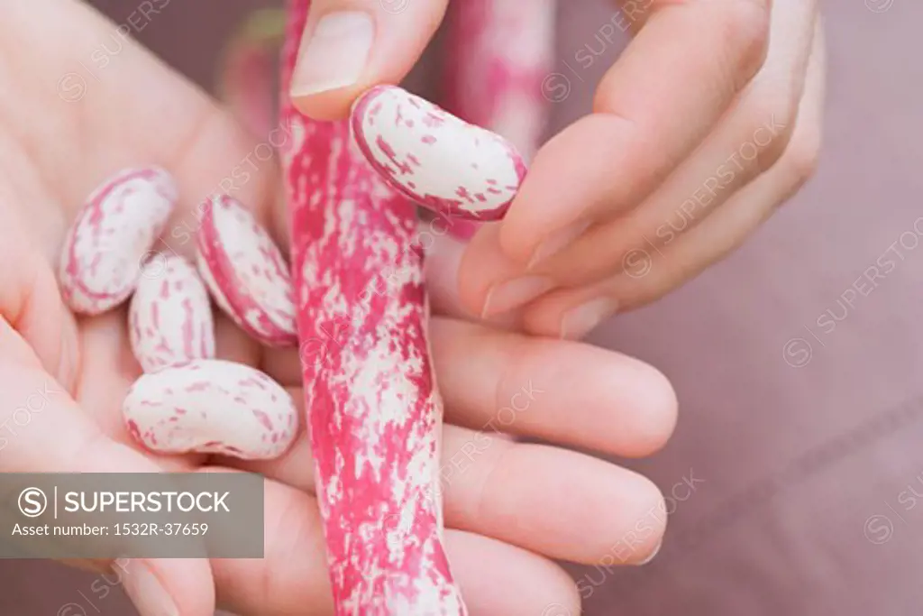 Hands holding shelled borlotti beans & unopened pod