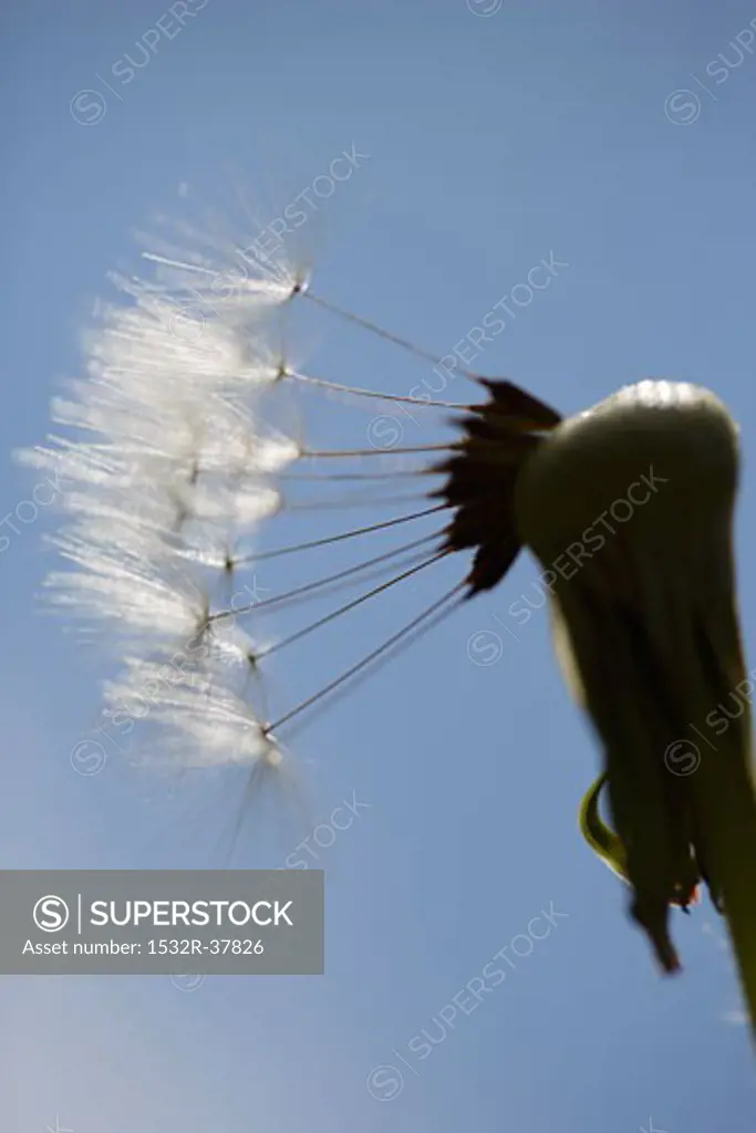 A dandelion clock against a blue background