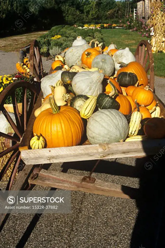 Autumn Wagon Full of Pumpkins and Squash