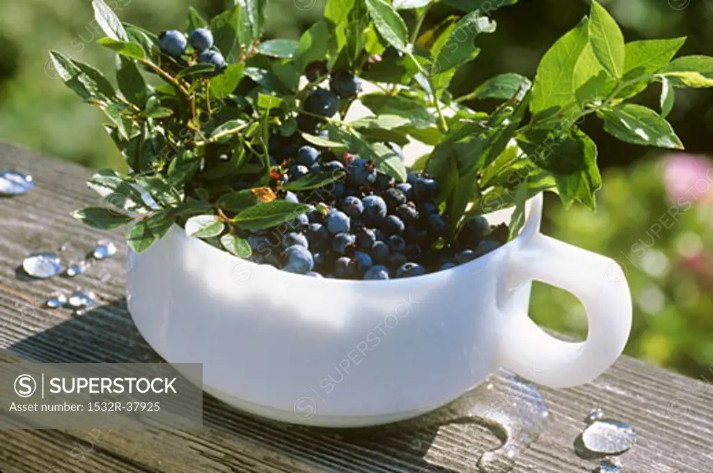 Fresh Picked Wild Maine Blueberries in a Handled Bowl