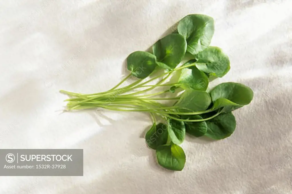 Watercress on a White Background