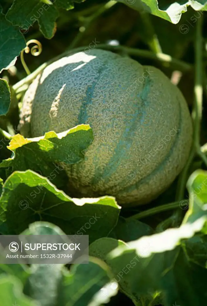 Cantaloupe Growing in the Plant