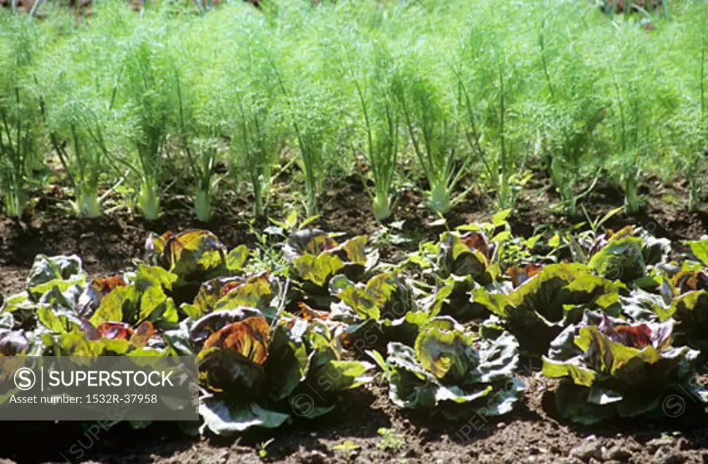 Lettuce and Fennel Garden