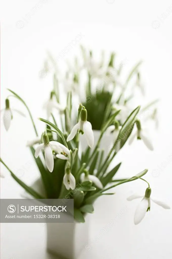 Snowdrops in two vases