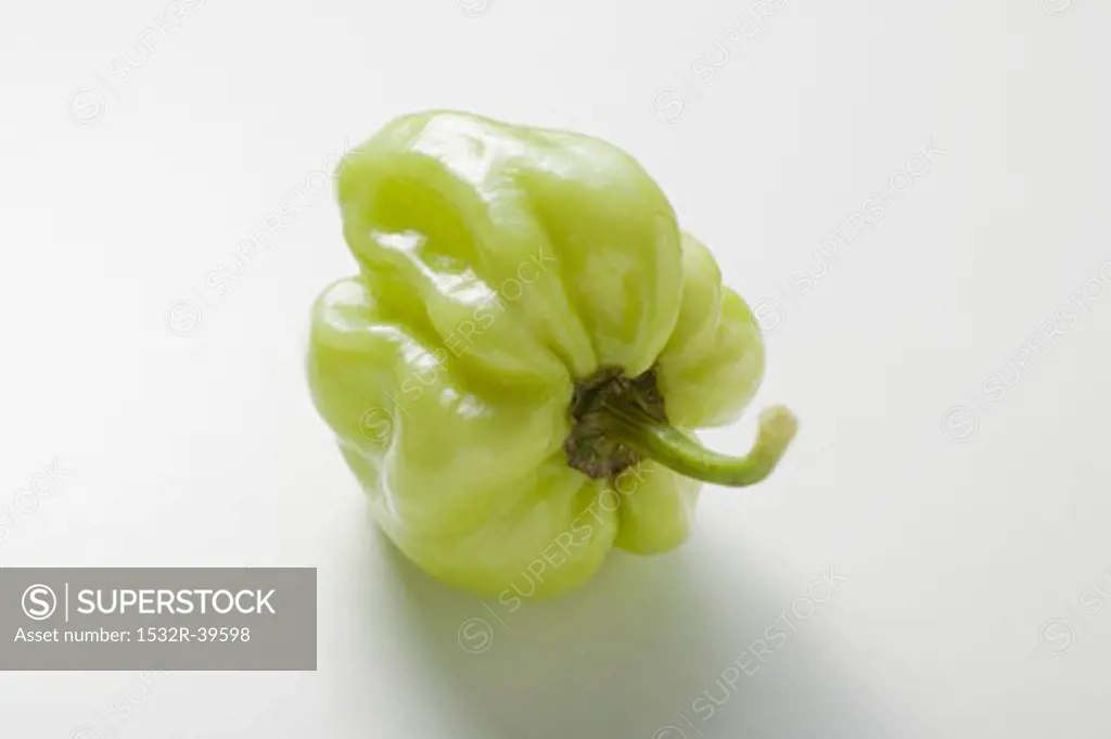 Green habanero chilli