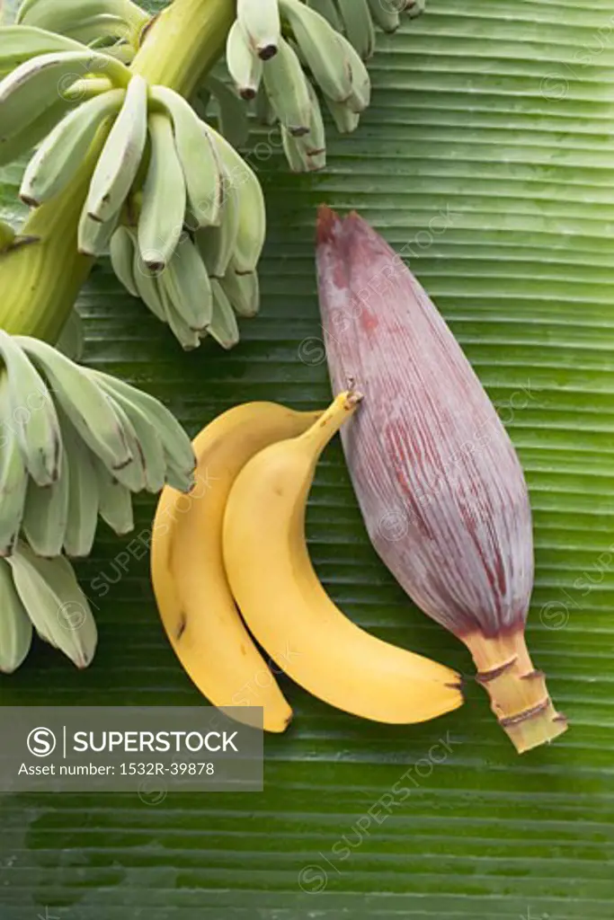 Bananas, unripe, ripe and banana flower