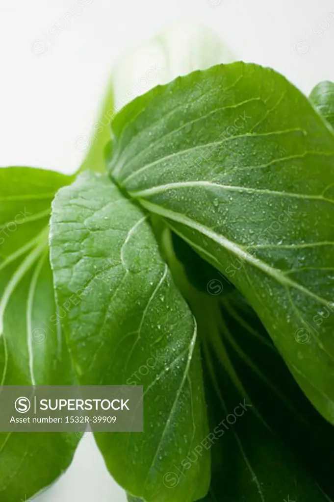 Fresh pak choi with drops of water (close-up)