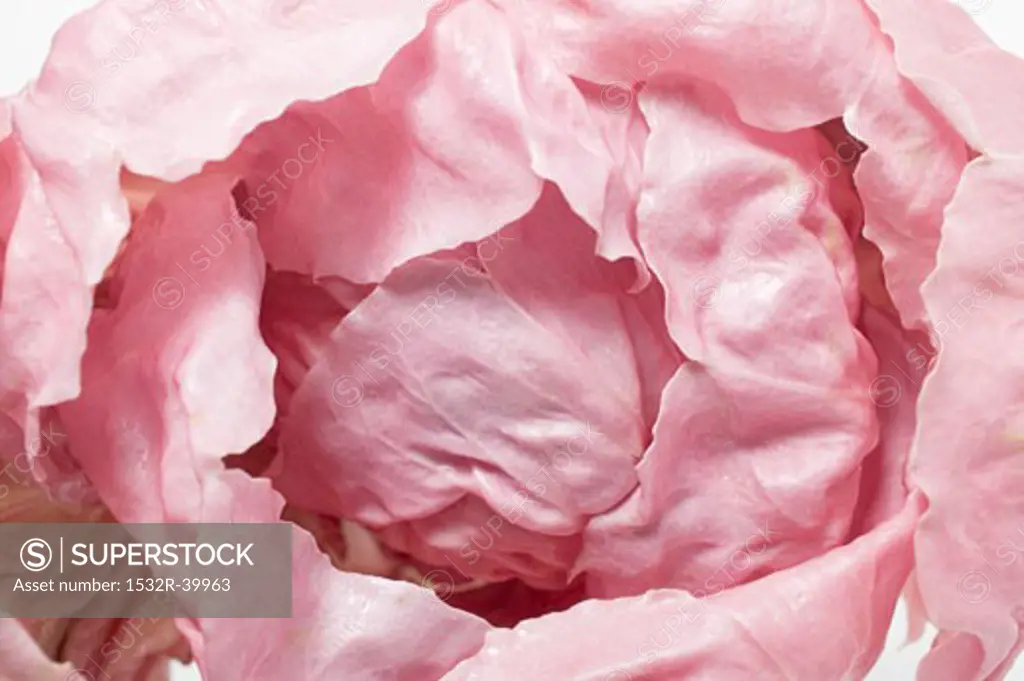 Pink radicchio (overhead view)