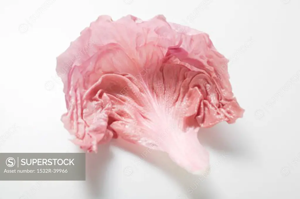 A pink radicchio leaf