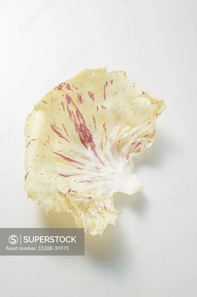 A radicchio leaf