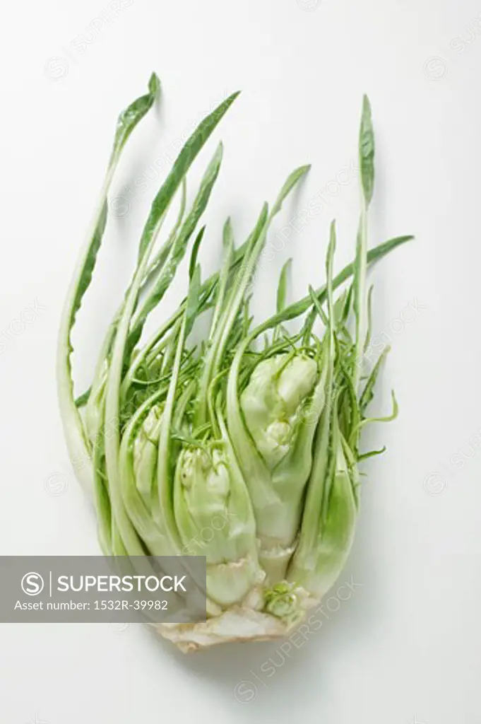 Chicory (stem with leaves)