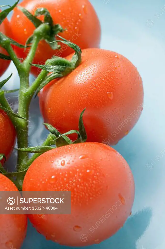 Vine tomatoes with drops of water (close-up)